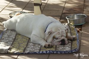 bulldog sleeping