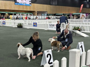 Open Dog Class